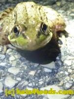 /home//u458753944/public_html/sourcegallery//Roxborough Toad Detour/2013-2019/2013/2013-05-08/P1120371.JPG